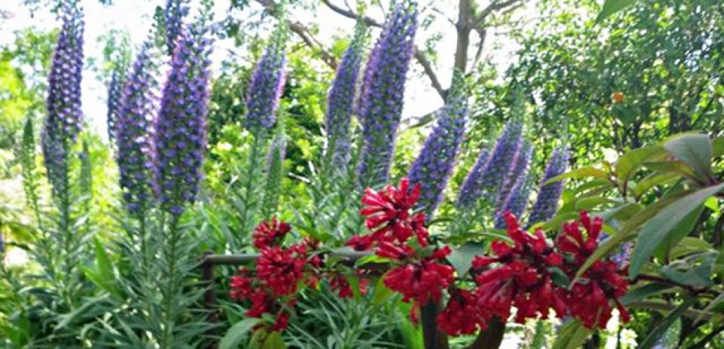 Jardin Botanique et Exotique Val Rahmeh 