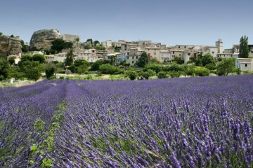 Draguignan, Lorgues: Trüffel, Lavendel