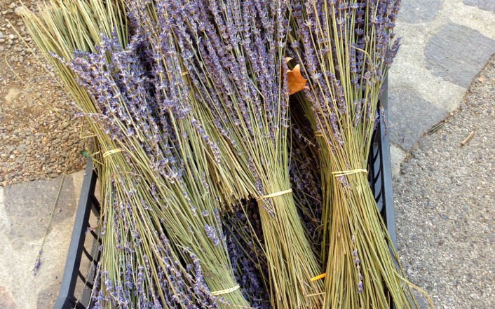 Lavendel Corso