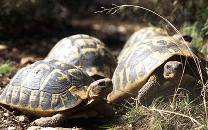 Le village des Tortues