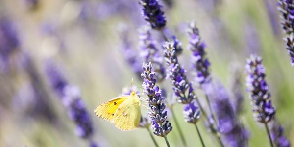 Lavendel, das Symbol der Provence!
